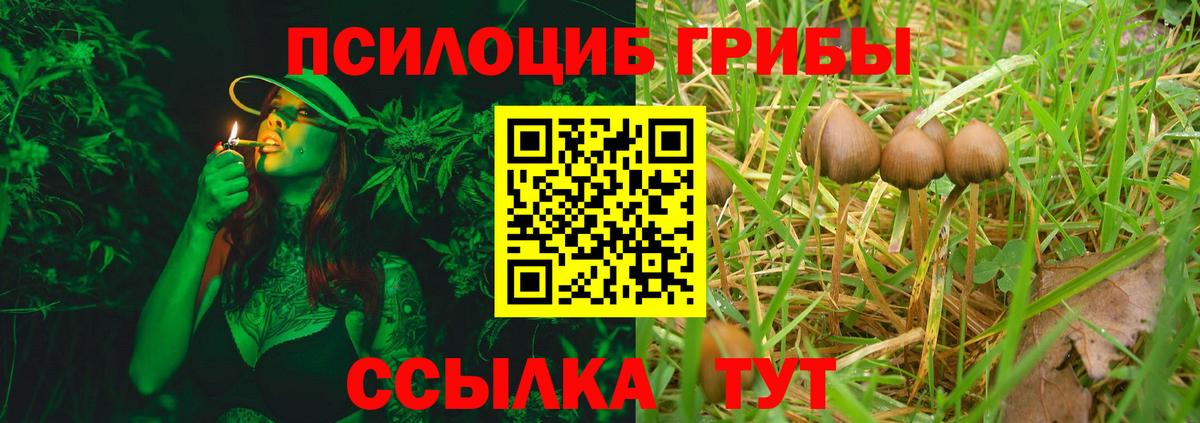 Подольск  Галлюциногенные грибы Psilocybe  Вход с VPN 